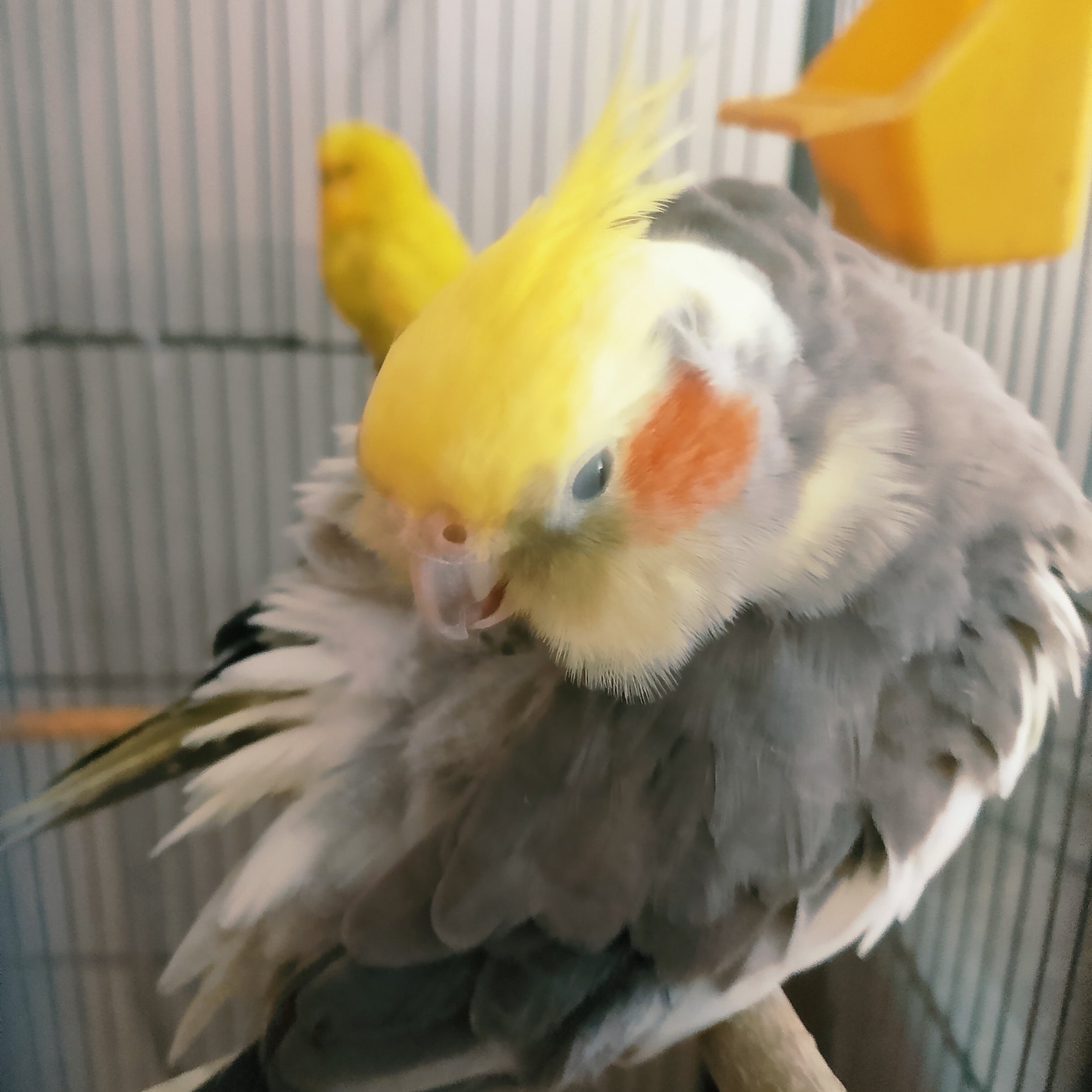 Čištění peří