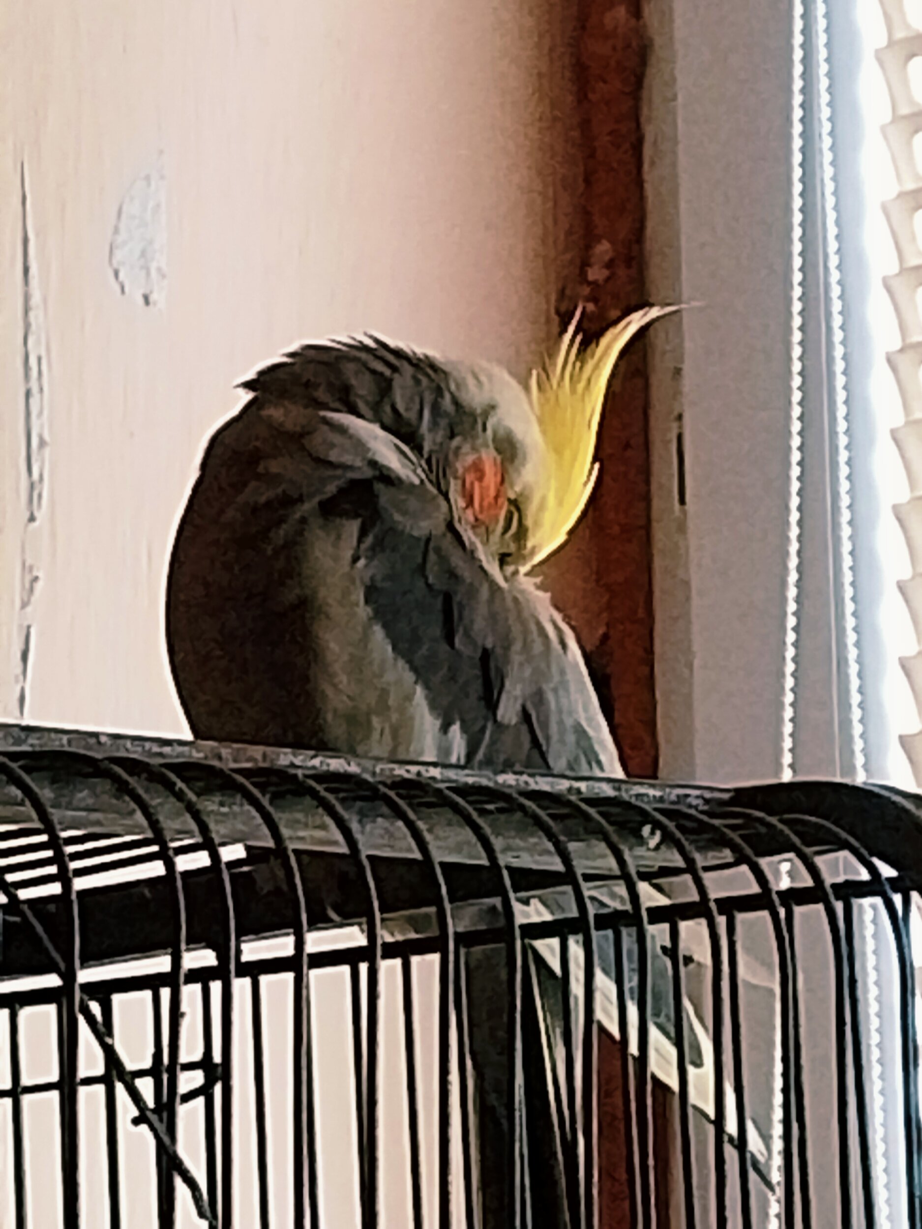 Pepina