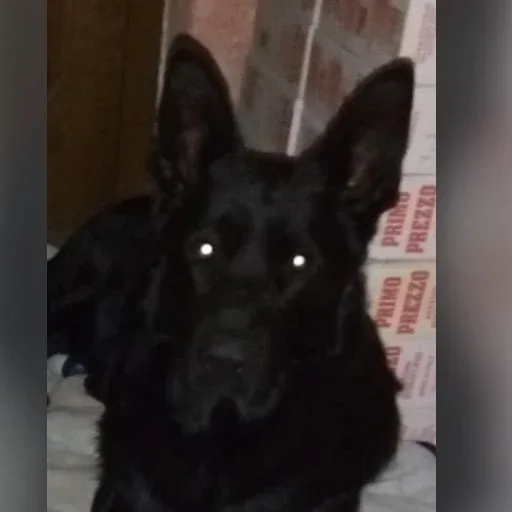 Rex